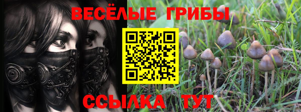 Псилоцибиновые грибы Cubensis Маркс